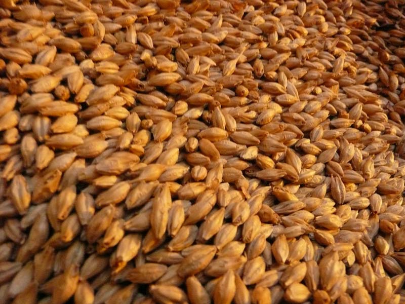 Malt Barley Seeds