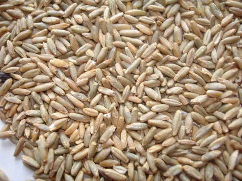 Rye Grain
