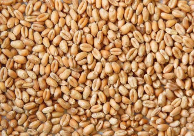 wheat grains