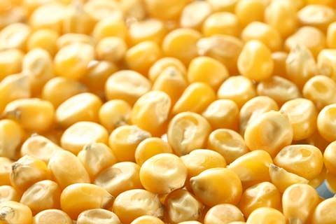 yellow corn maize