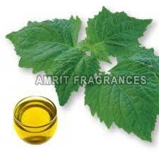 Patchouli Oil