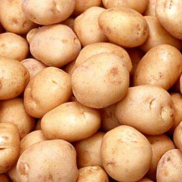 Organic Chipsona Potato, Shelf Life : 3 Months