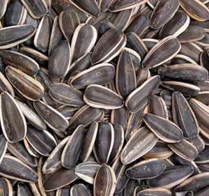 SUNFLOWER OIL SEEDS