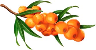 sea buckthorn products