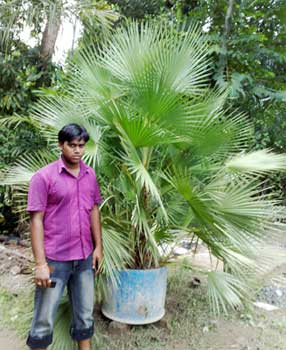 Acoelorrhaphe Wrighti,Palm Trees