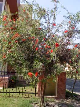 Callistemon Citrinus Ornamental Garden Plants, for Decoration, Style : Fresh