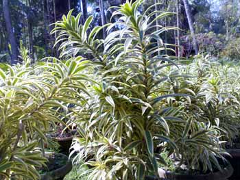 Dracena Song of India