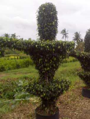 Ficus Black Decorative Indoor Plant, for Ayurvedic Medicine, Color : Green