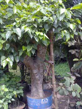 Ficus Religiosa