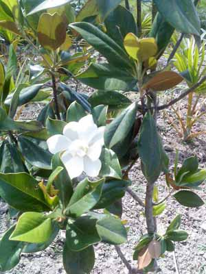 Magnolia Grandiflora Winter Flowering Plants, for Avenue Trees