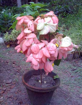 Mussaenda Pink