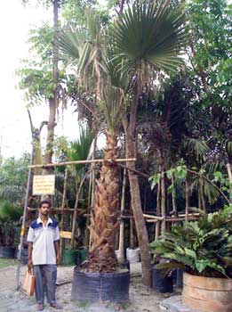Washingtonia Filifera,Palm