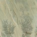 Mint Fossils Indian Sandstone