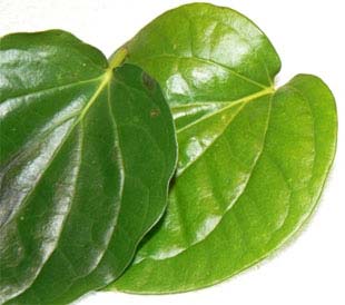 Piper Betel Leaf