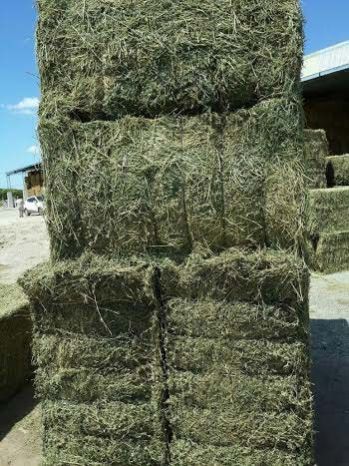Alfalfa Mega Bales