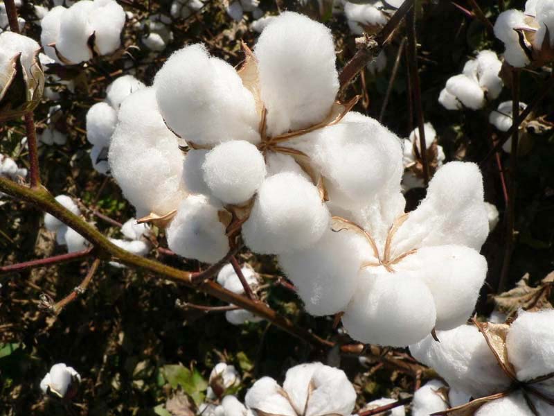 cotton seeds