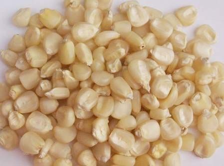 White Corn