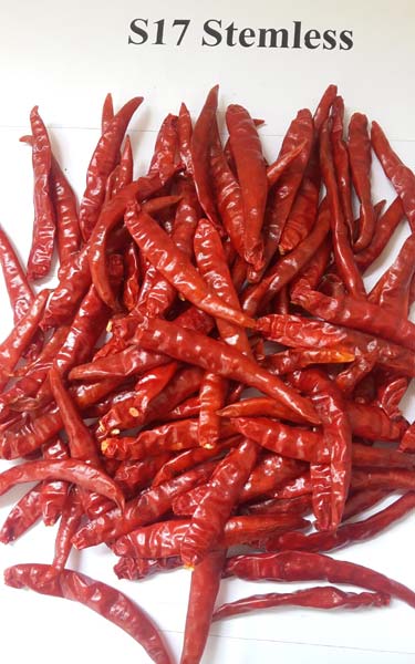 Very Hot Teja Indian Red Chilli