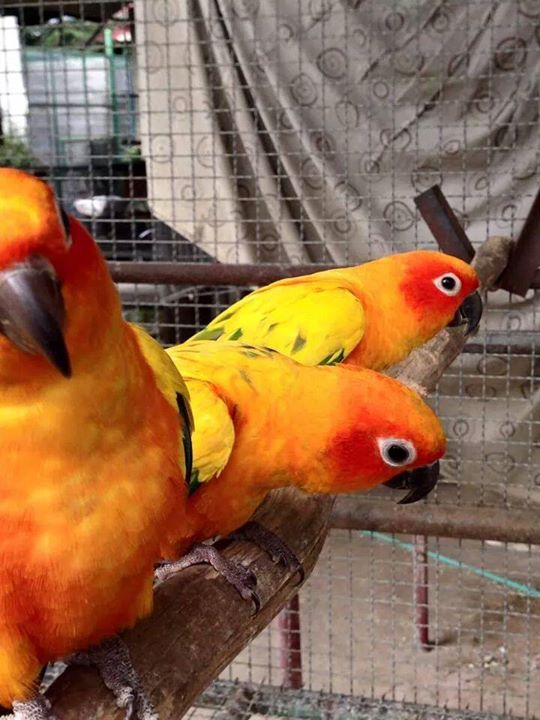 lovely baby parrots for sale special baby parrots for sale Supplier