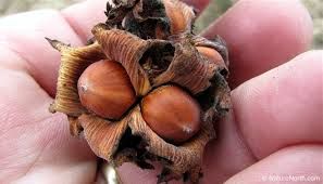 Hazel Nut