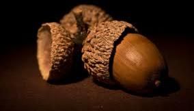 walnuts