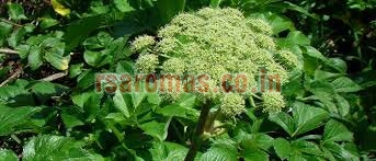 Angelica root oil