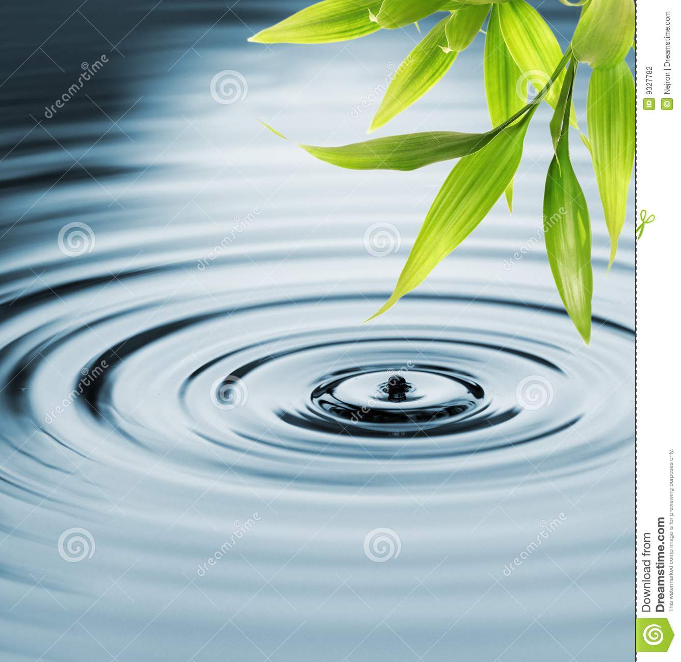 Eucalyptus Water