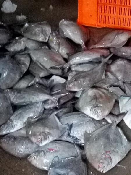 Live Black Pomfret Fish, for Cooking, Food, Human Consumption, Making Medicine, Making Oil, Packaging Type : Carton Box