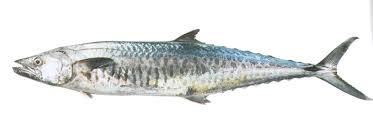 Live Surmai Fish