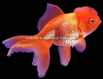 oranda fish