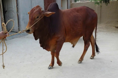 Sahiwal Bull