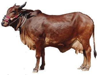 Sindhi Cow