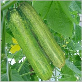 HyBrid Cucumber