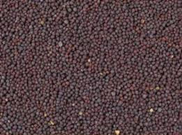 Mustard Seeds