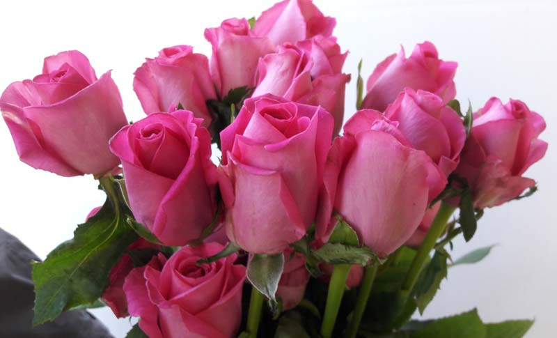 Organic Bonear Rose Flower, for Cosmetics, Decoration, Gifting, Medicine, Style : Fresh