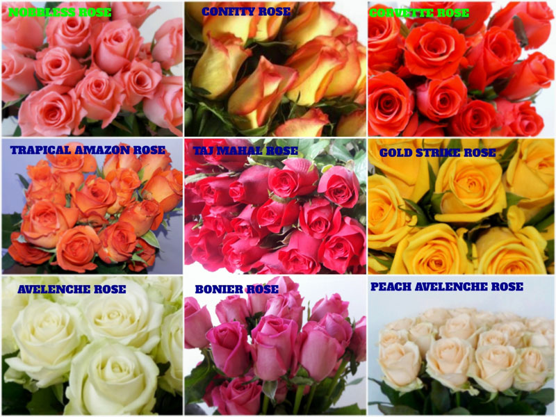 Dutch Rose Flowers at Best Price in Hosur - ID: 1560252 | Cs Flora