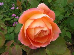 Lady Emma Hamilton Rose Flower
