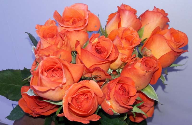 Organic Tropical Amazon Rose Flower, for Cosmetics, Decoration, Gifting, Medicine, Style : Fresh