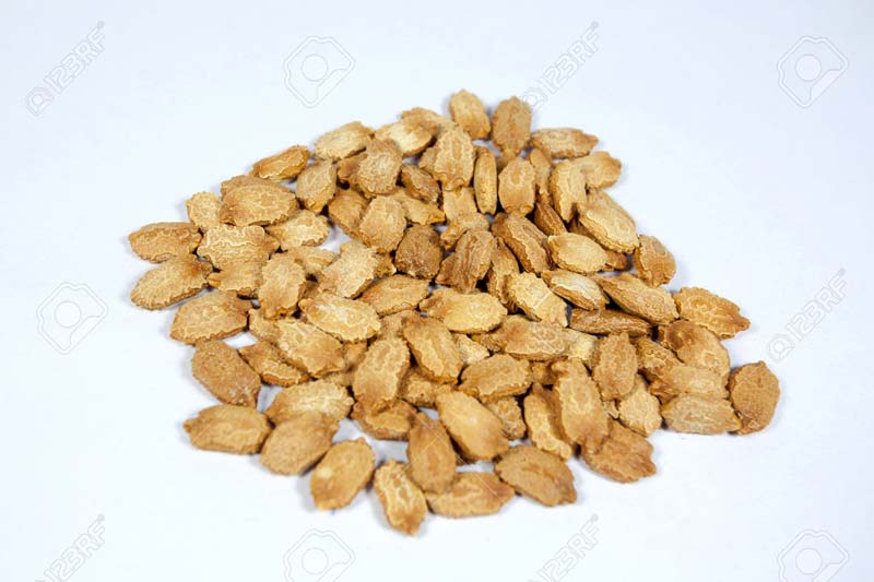 Bitter Gourd Seeds, Packaging Type : Jute Bag, Paper Bag, Plastic Bag