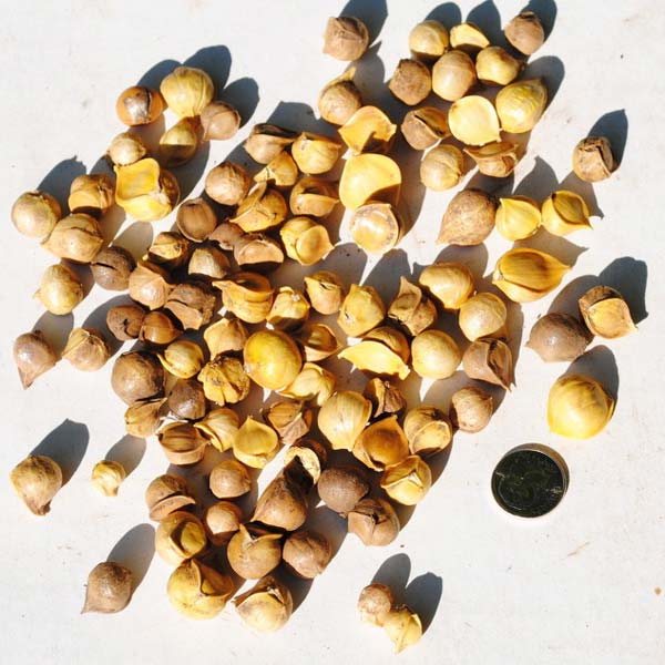 garlic seeds