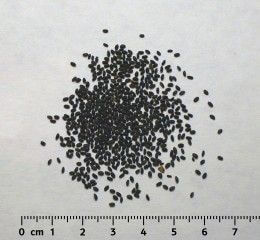 Tukmalanga OR Tukmaria seeds