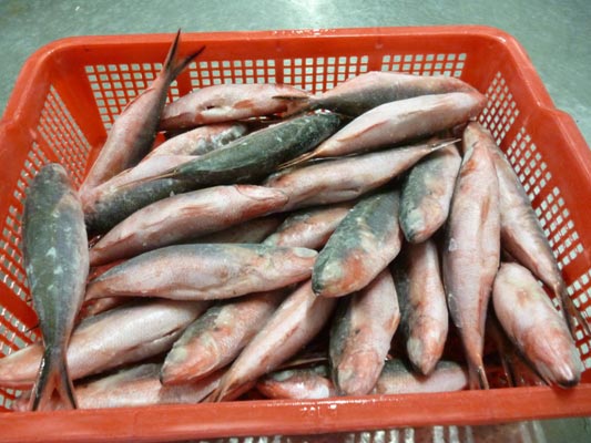 Takasago Fish Whole Cleaned