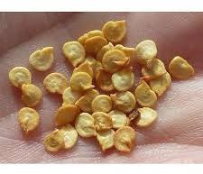 Capsicum Seeds