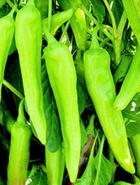 Hybrid Chilli Balram