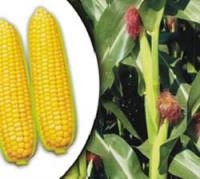 Hybrid Sweet Corn- Madhu