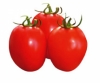 Hybrid Tomato TO-41