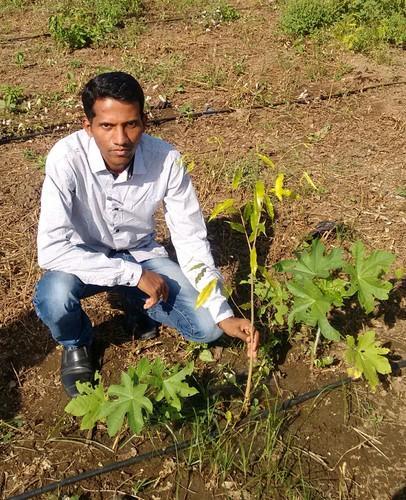 Agarwood Plant