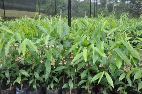 Grey Agarwood Seedling, Packaging Type : Plastic Bag