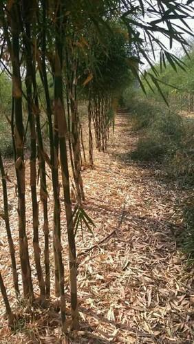 Green Bamboo Plants, Length : 0-10ft