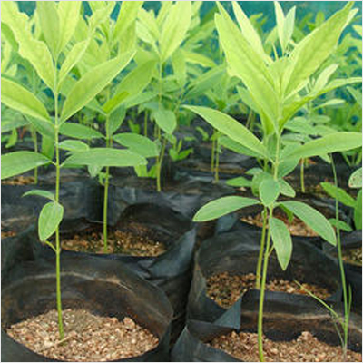 Dark Green Navalai Agro Red Sandalwood Plants